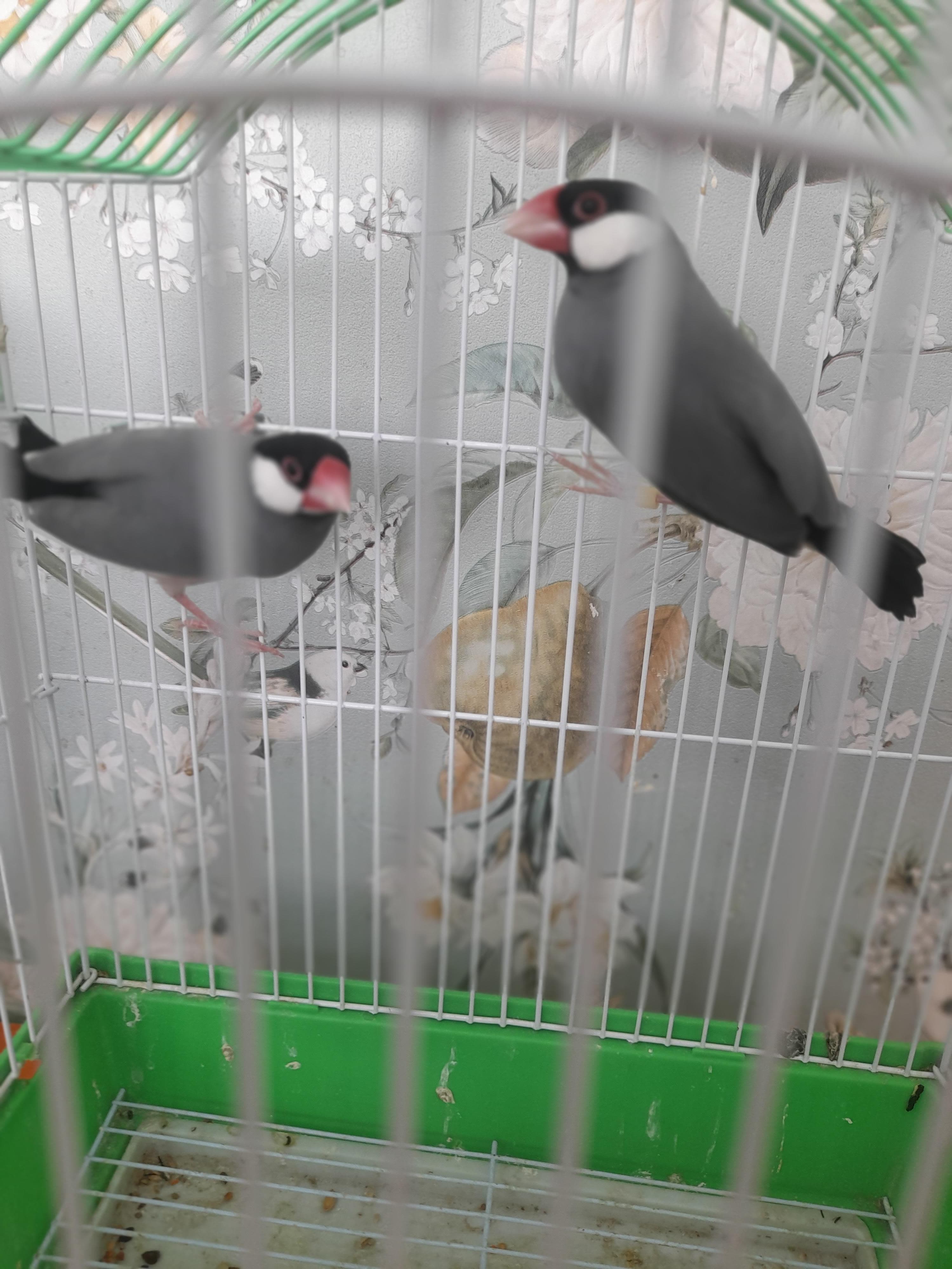 The birds for sale are beautiful and all kinds 0