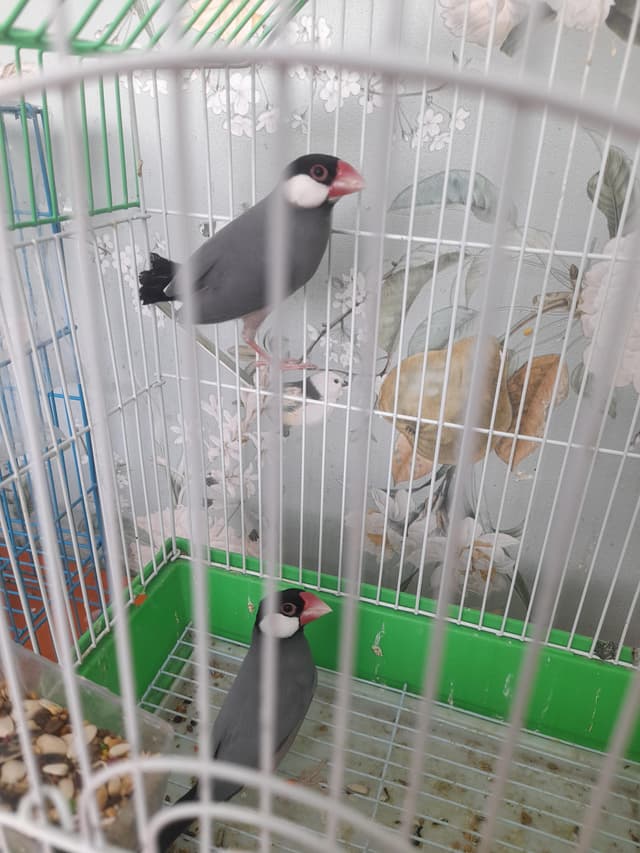 The birds for sale are beautiful and all kinds
