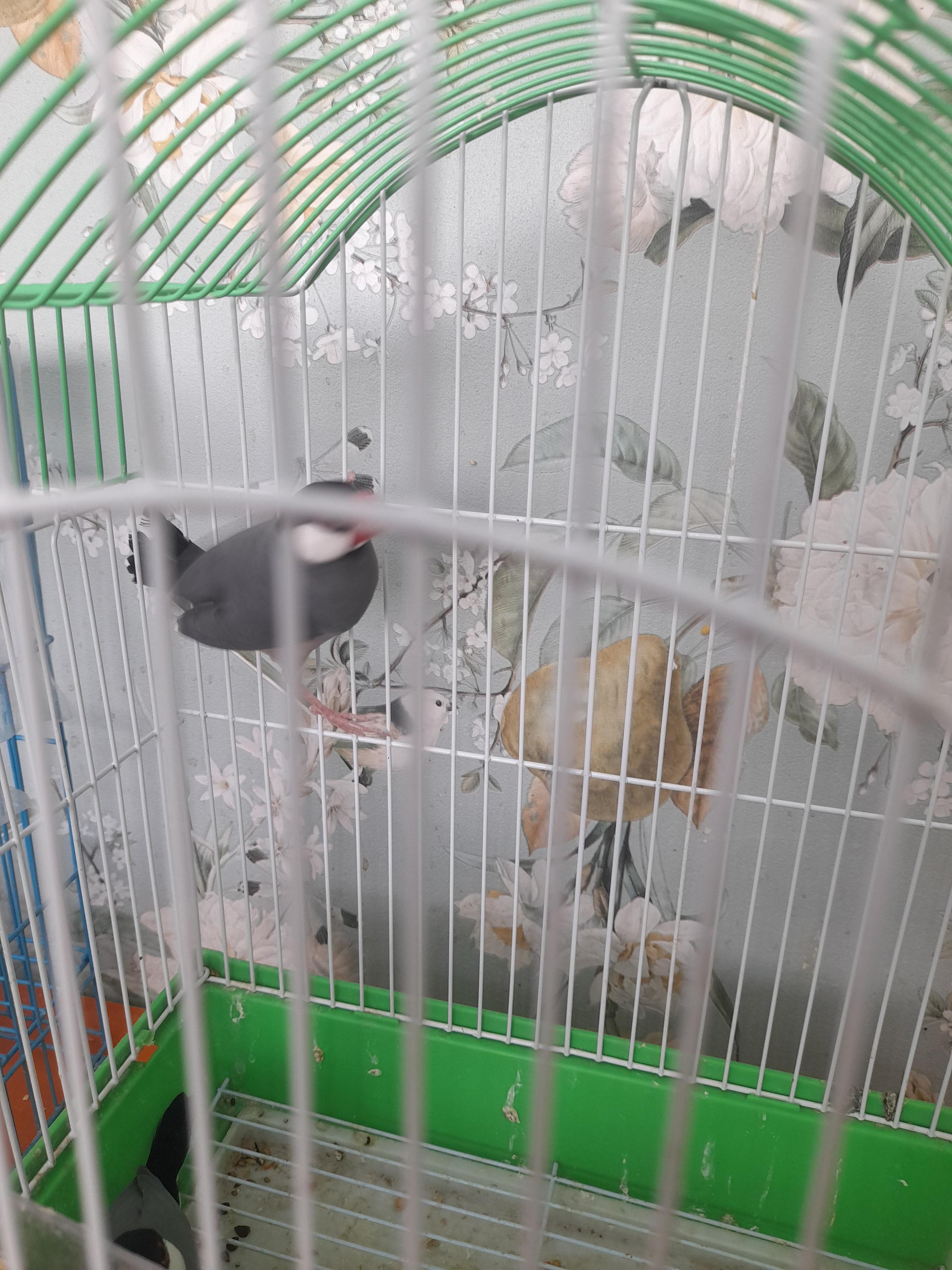 The birds for sale are beautiful and all kinds 2