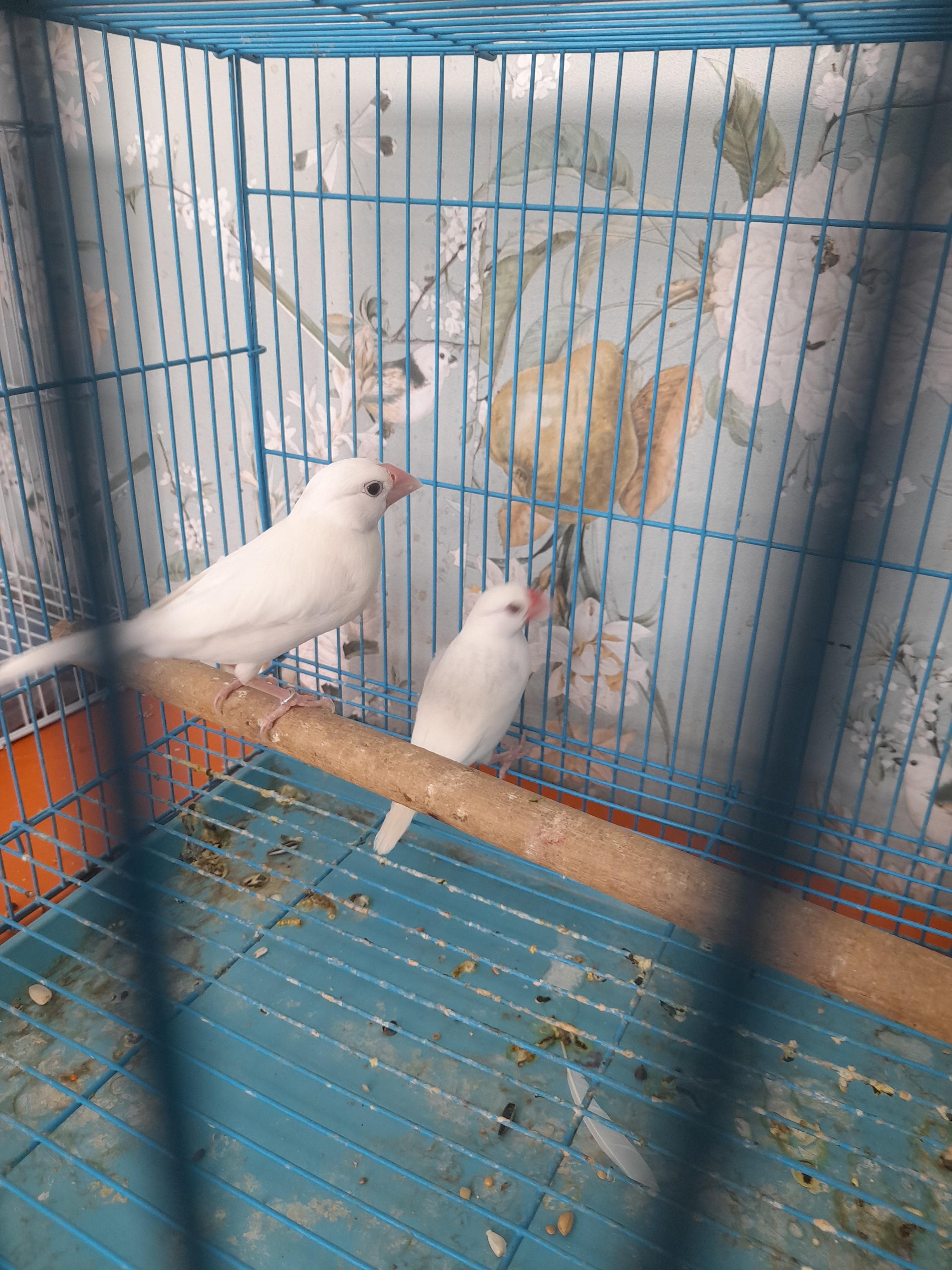 The birds for sale are beautiful and all kinds 3