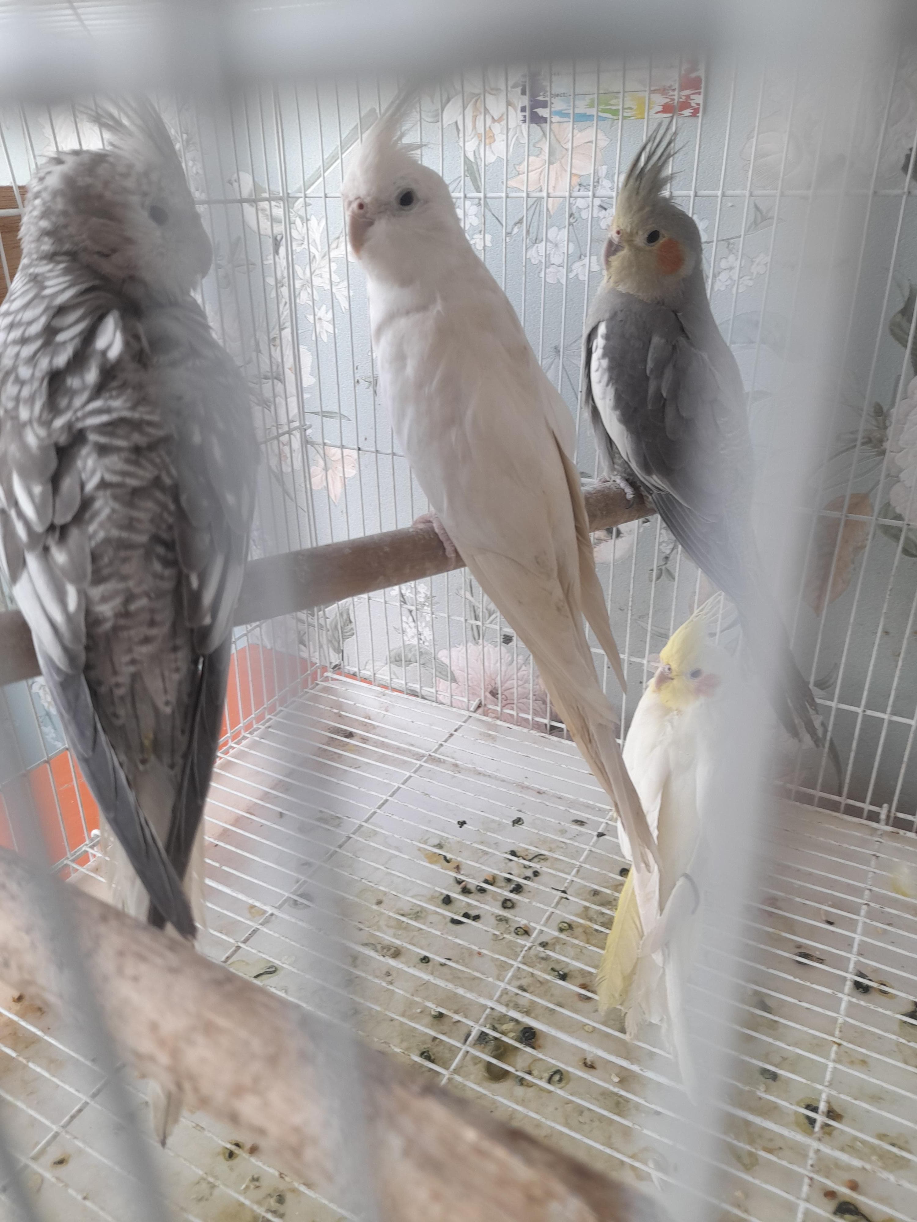 Cocktails for sale 0