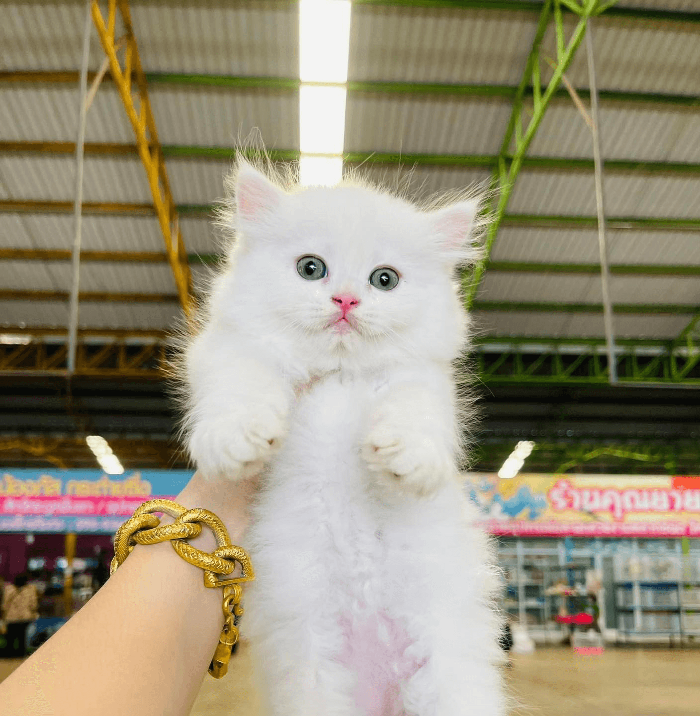 Persian kittens Available 1