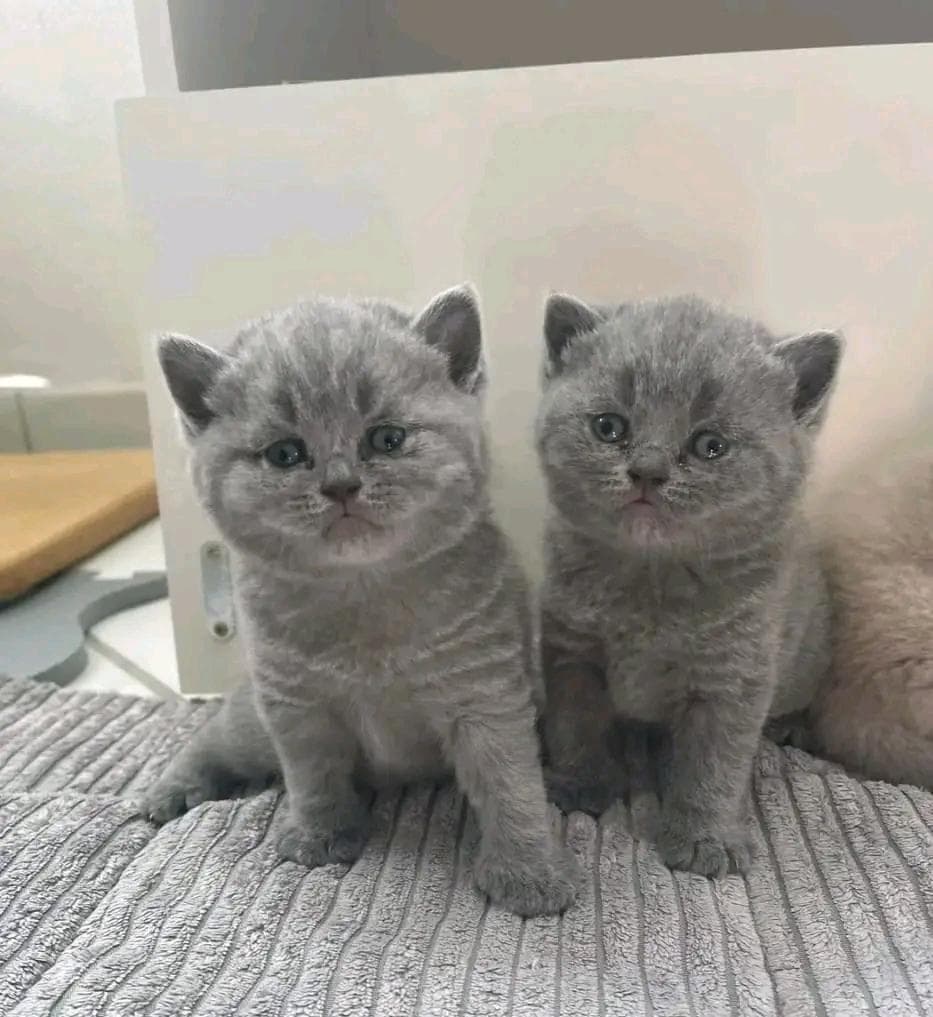 British cats  0