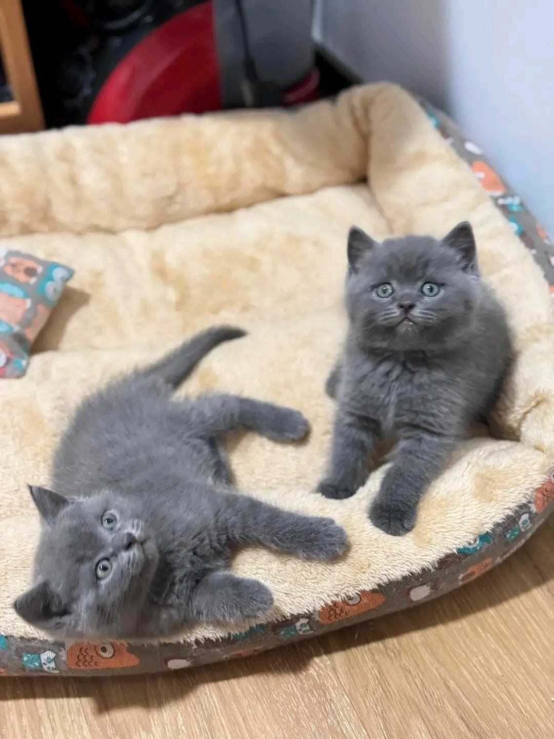 British cats  1
