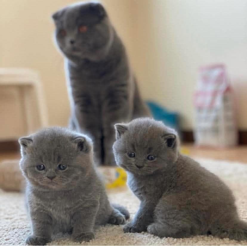 British cats  2
