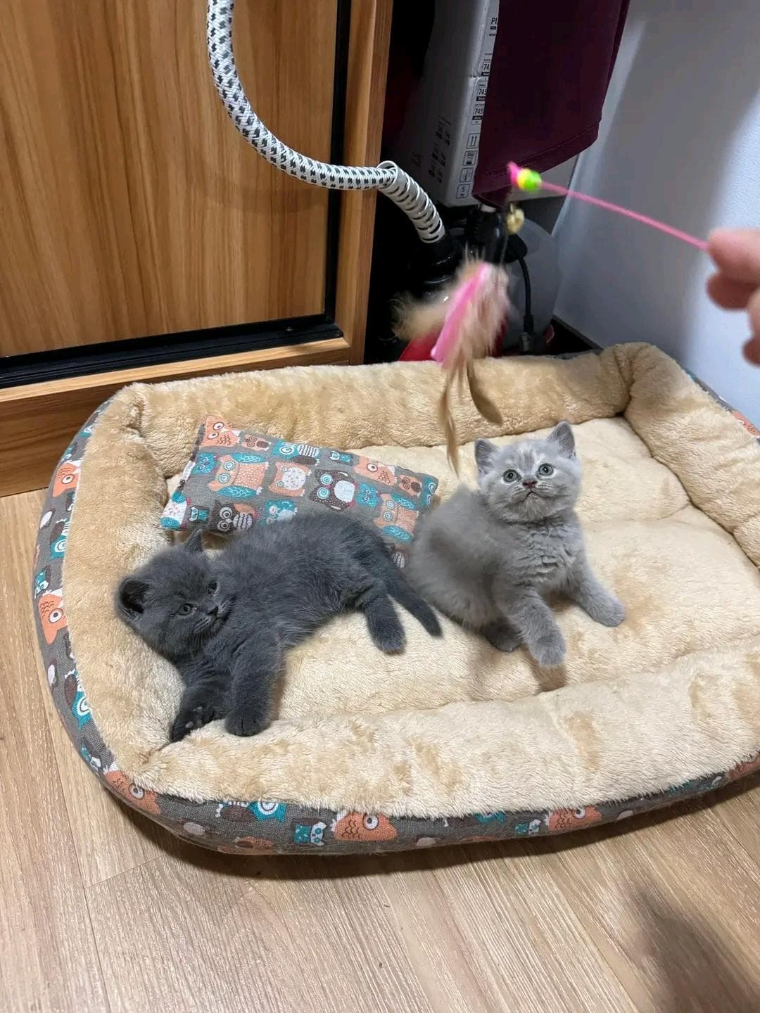 British cats  3