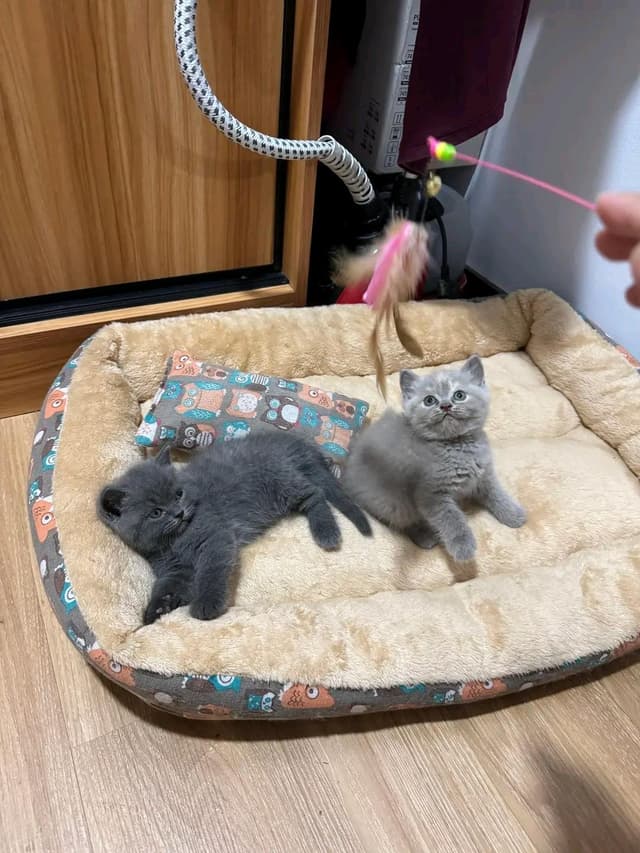 British cats 