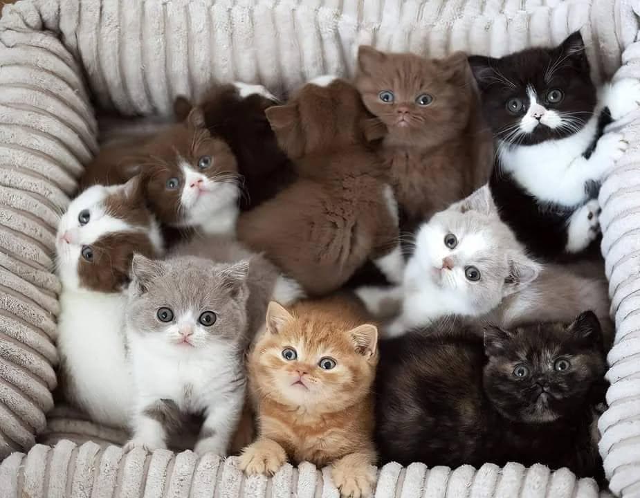 Cats for adoption 0