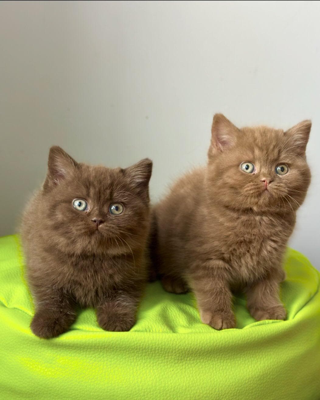 Cats for adoption 1