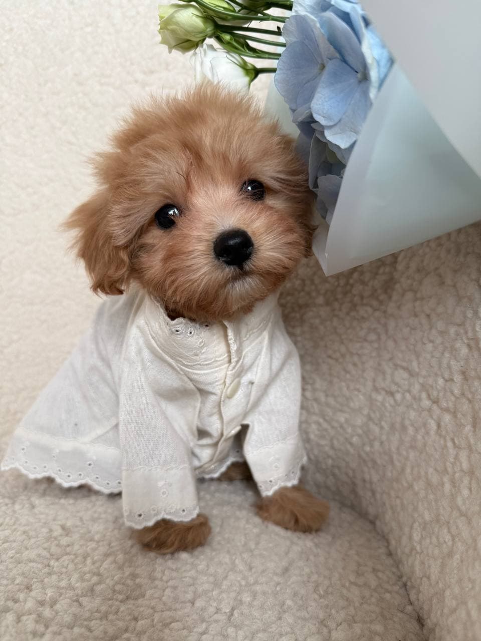 Beautiful Maltese puppy for adoption 0