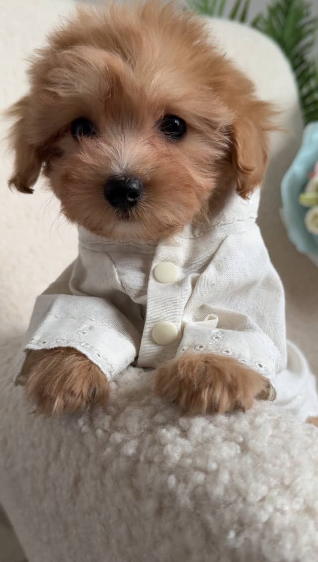 Beautiful Maltese puppy for adoption