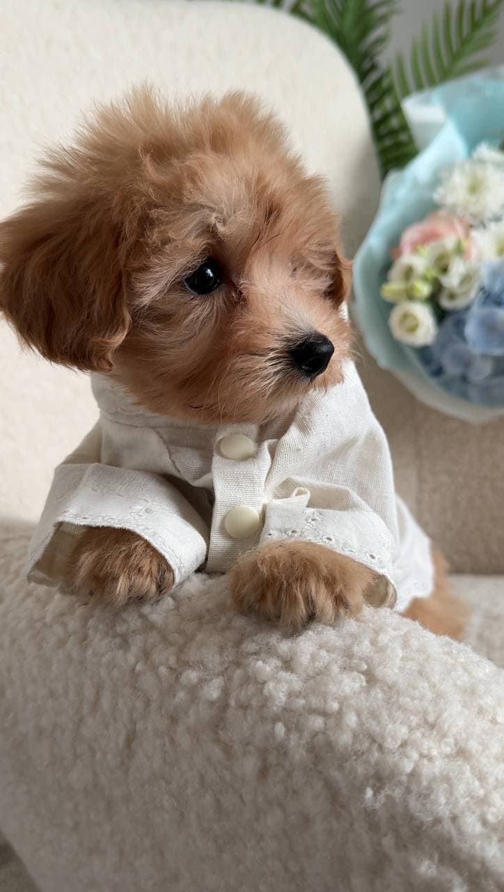 Beautiful Maltese puppy for adoption 2