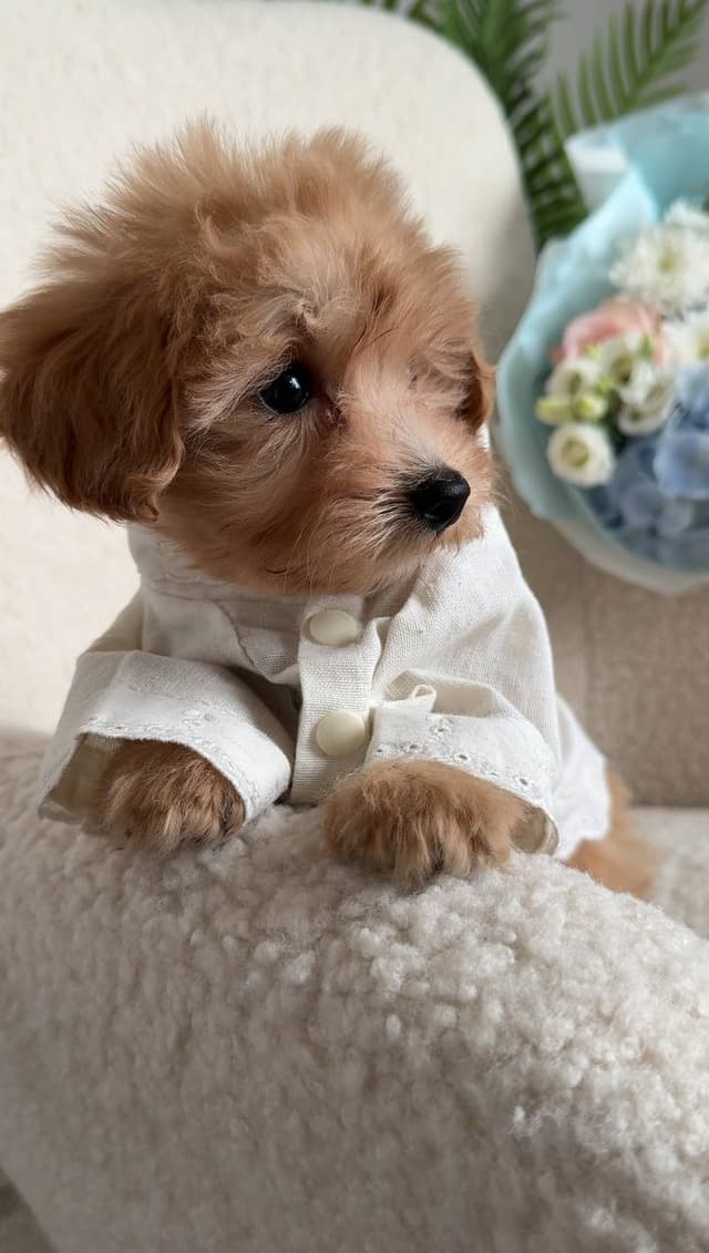 Beautiful Maltese puppy for adoption