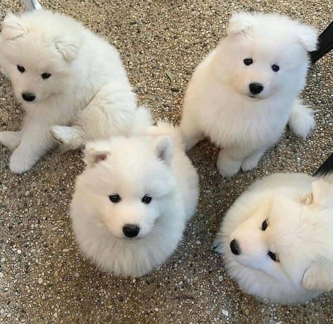 Samoan dogs for sale 1
