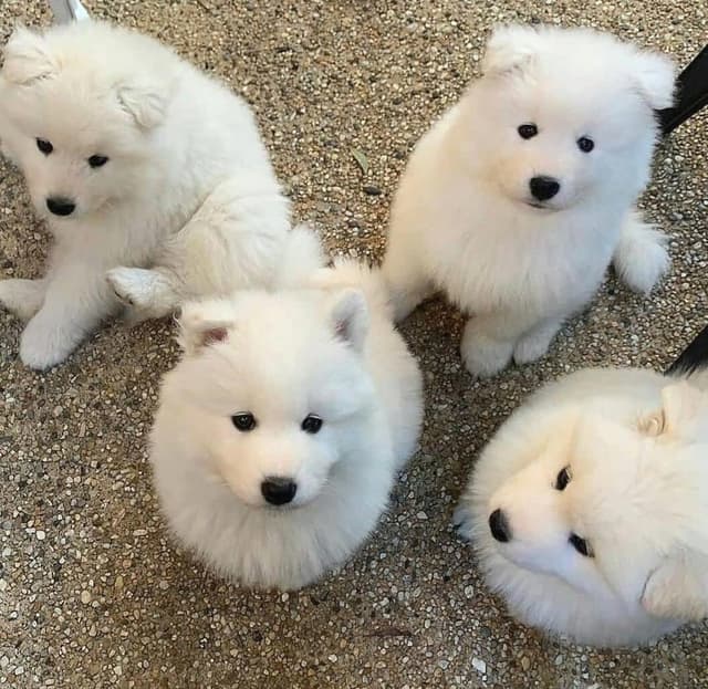 Samoan dogs for sale