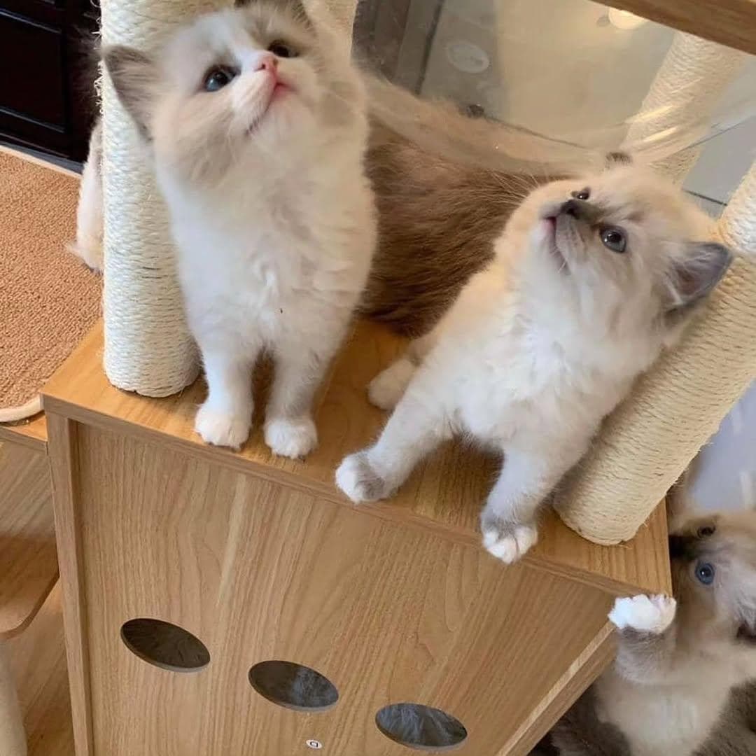 Original cats for sale 1