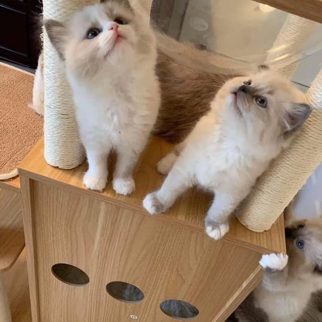 Original cats for sale
