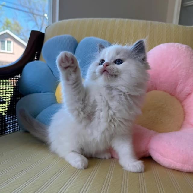 Original cats for sale