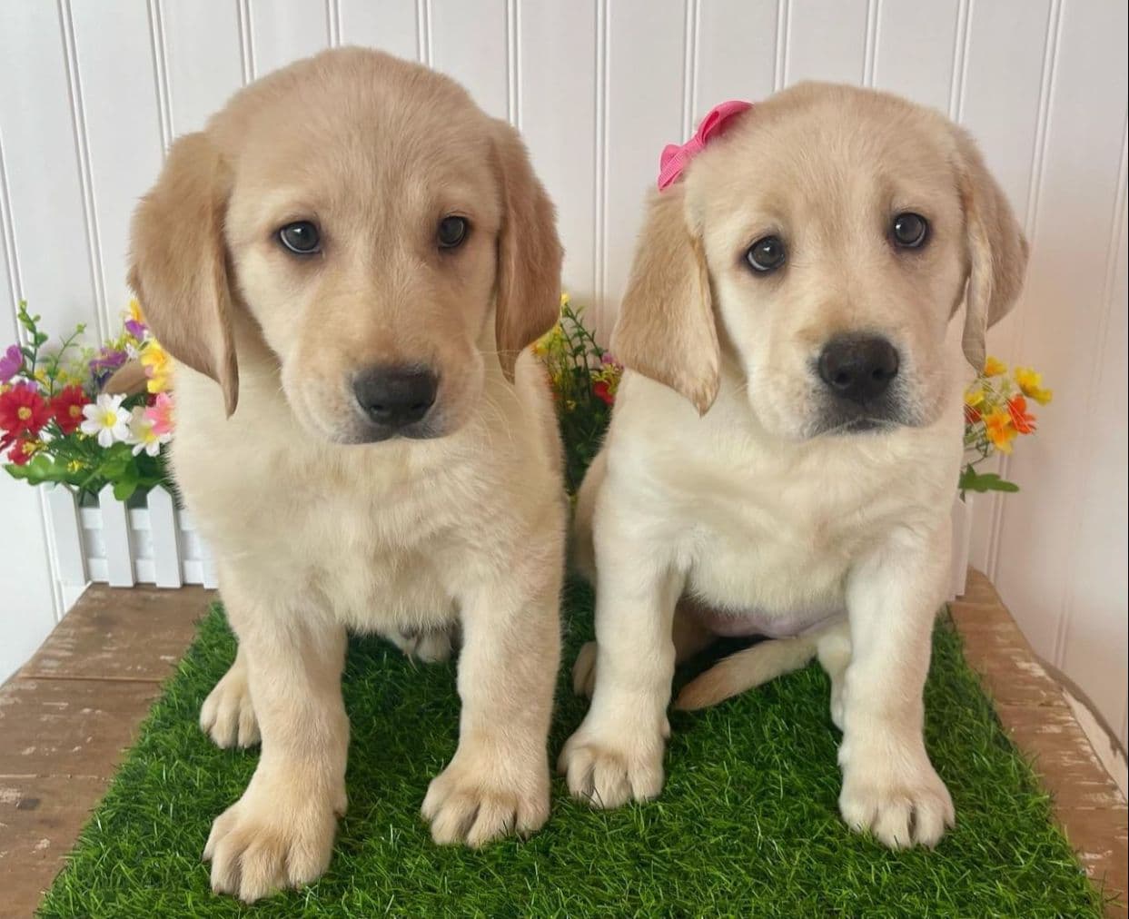 Labrador dog 0