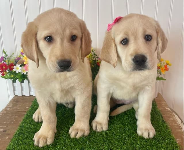 Labrador dog