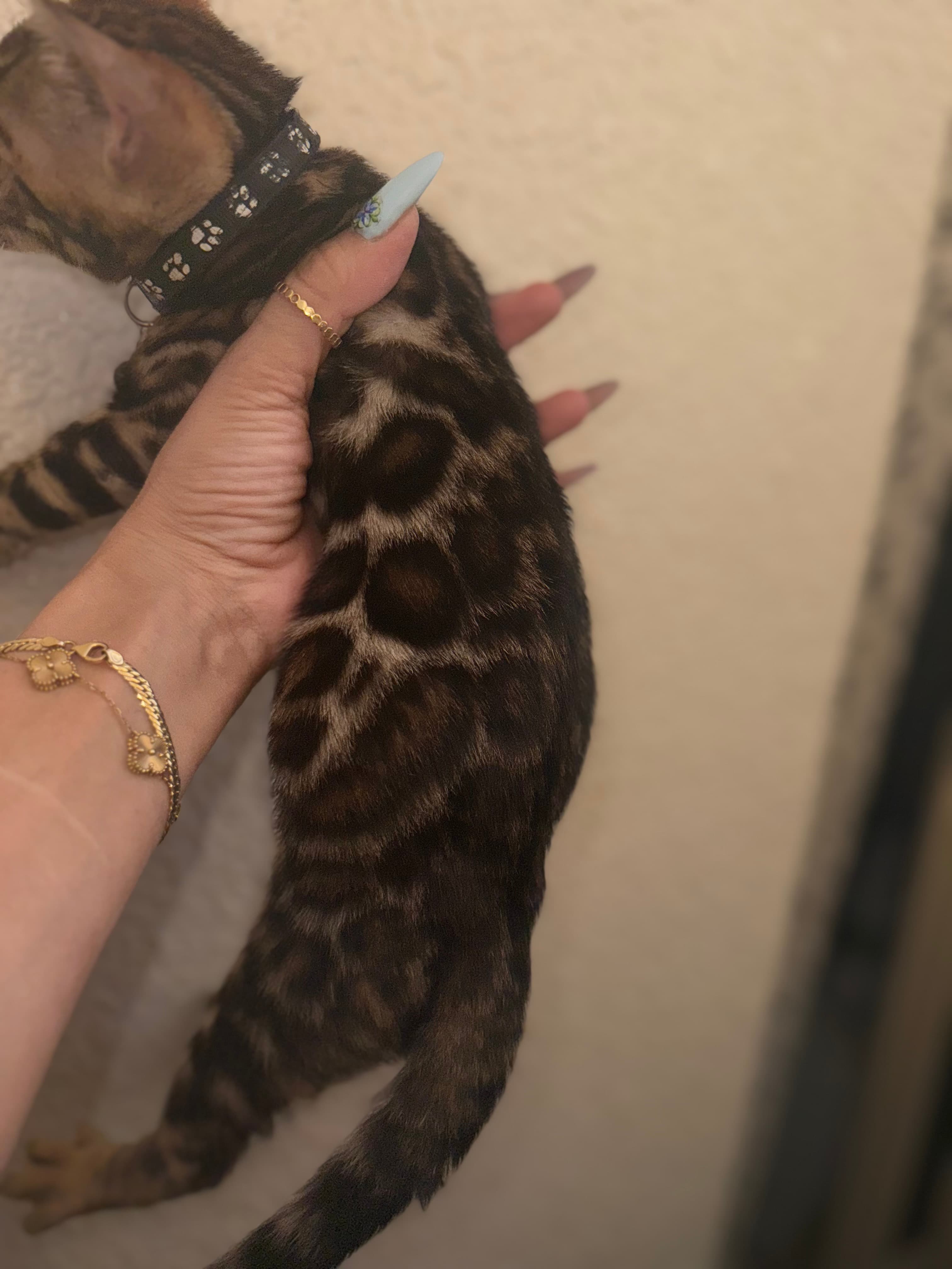 بنجالات أصلية عالية الجودة 1