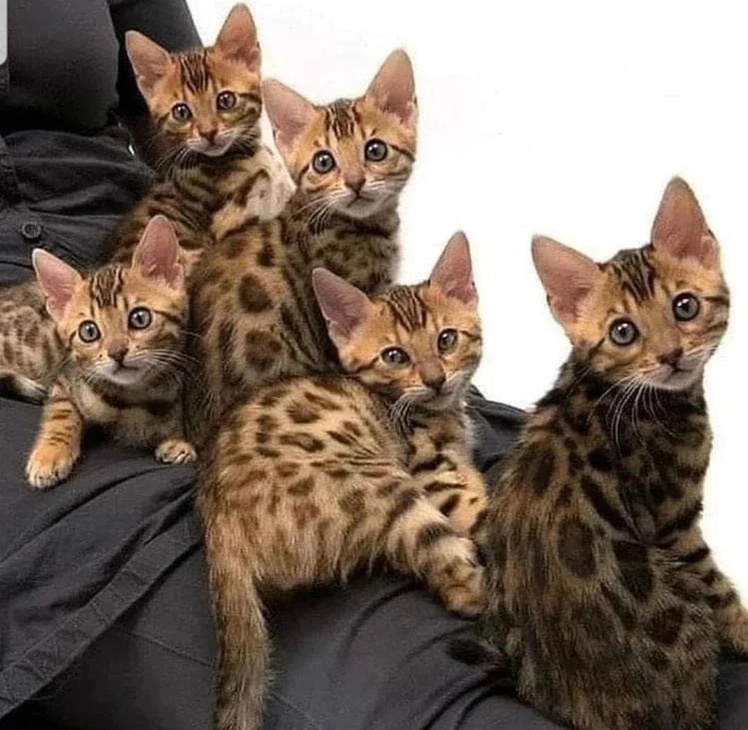 القطط البنغالية 2