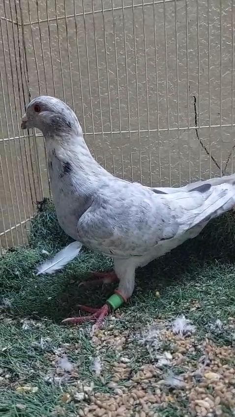 حمام للبيع الامارات
