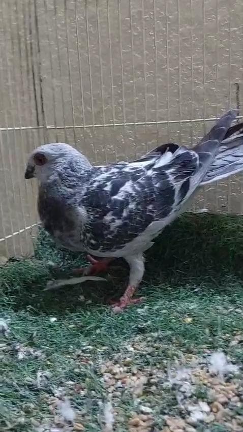 حمام للبيع الامارات 6