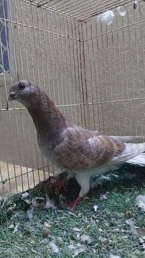 حمام للبيع الامارات 9