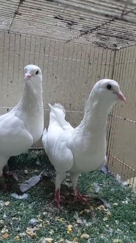 حمام للبيع الامارات