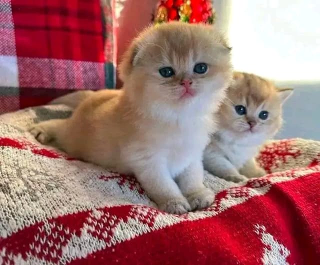   قطط Munchkin للبيع 