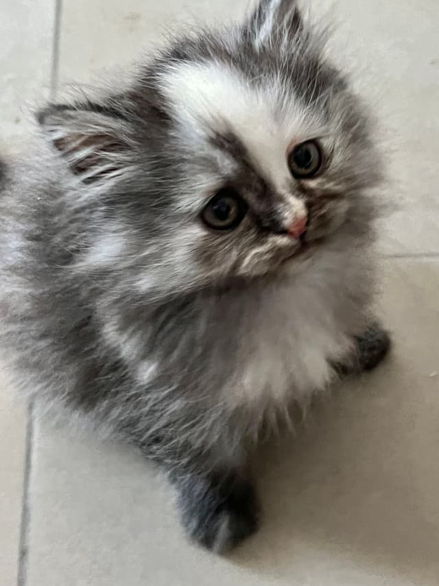 قطط هيمالايا وشيرازي