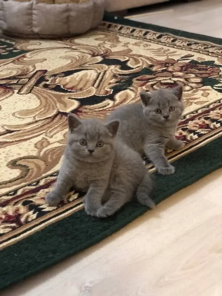 قطط لمنزل جديد 0