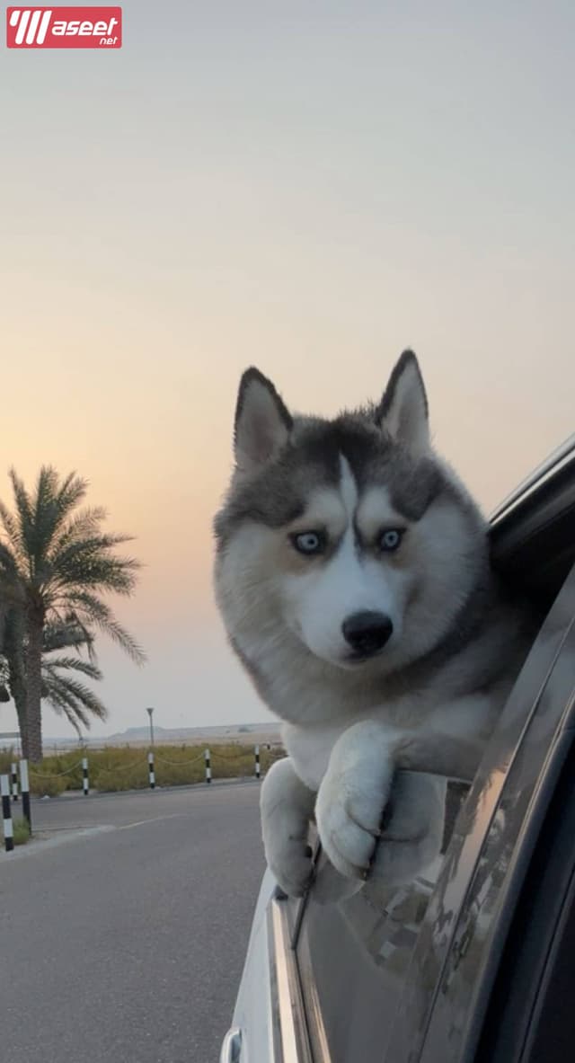 كلاب هاسكي للبيع 