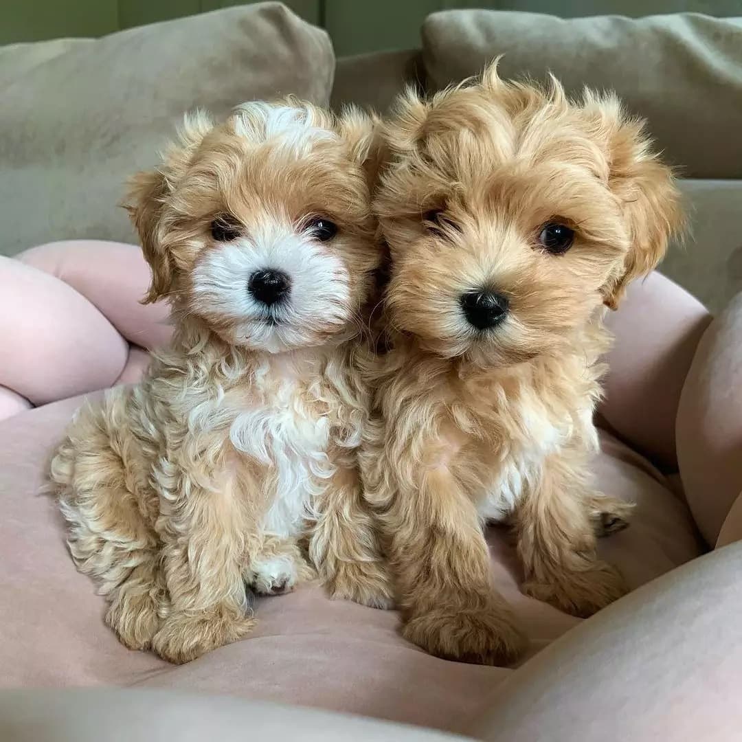 Maltipoo puppies for sale 0