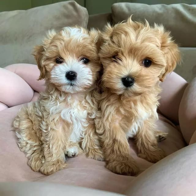 Maltipoo puppies for sale