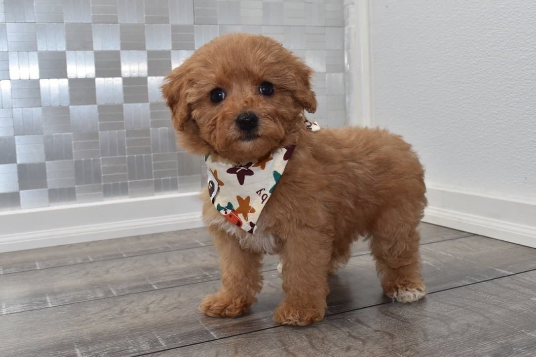 CAVAPOO PUPPIES FOR SALE 0
