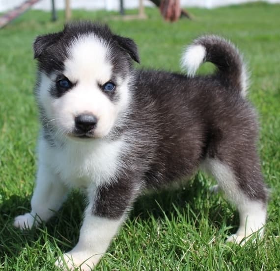 Purebred Husky puppies for sale 0