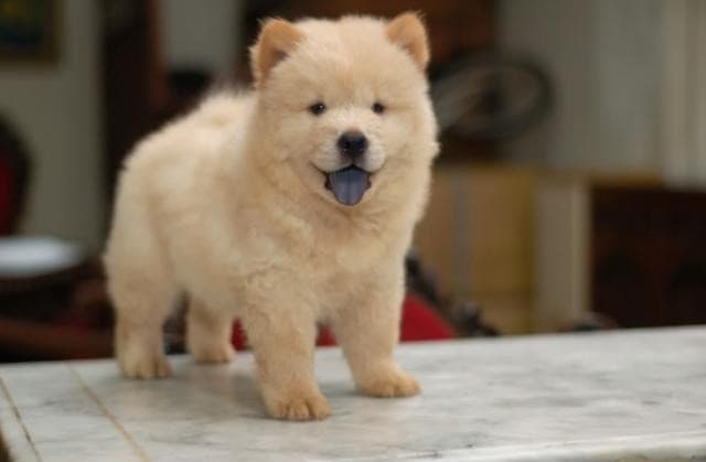 Chow chow puppies available for sale 0