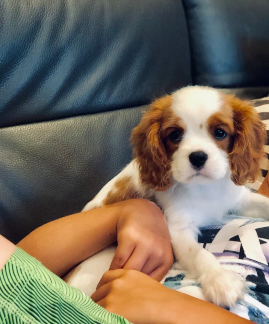 Cavalier King Charles Spaniel puppies for sale 0