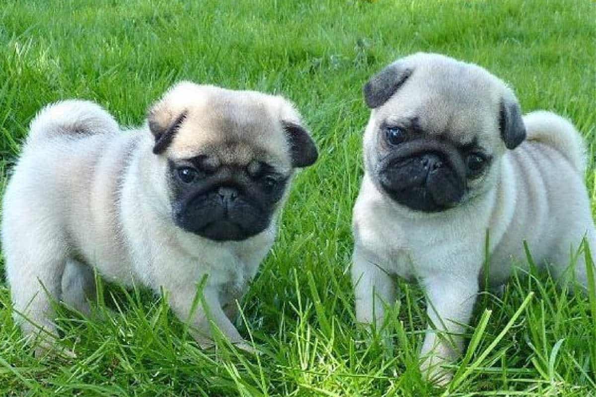 Trained Pug Puppies for sale 0