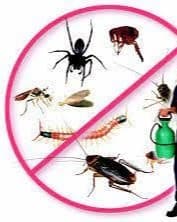 Pest control company in Dubai 0