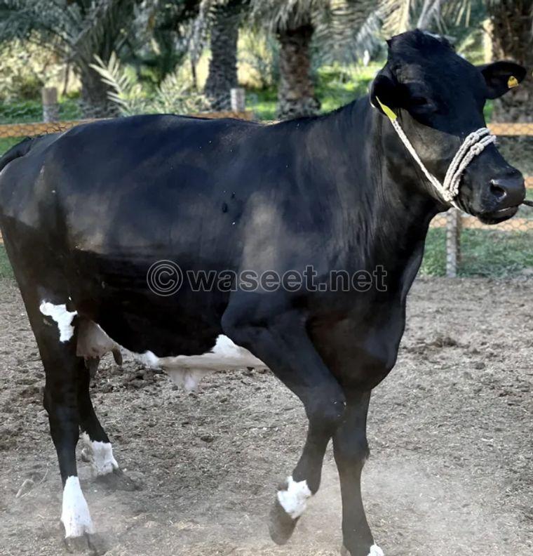 Pakistani cows for sale 1