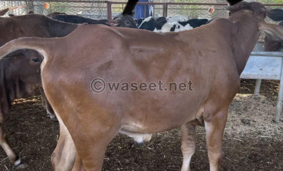 Pakistani cows for sale 2