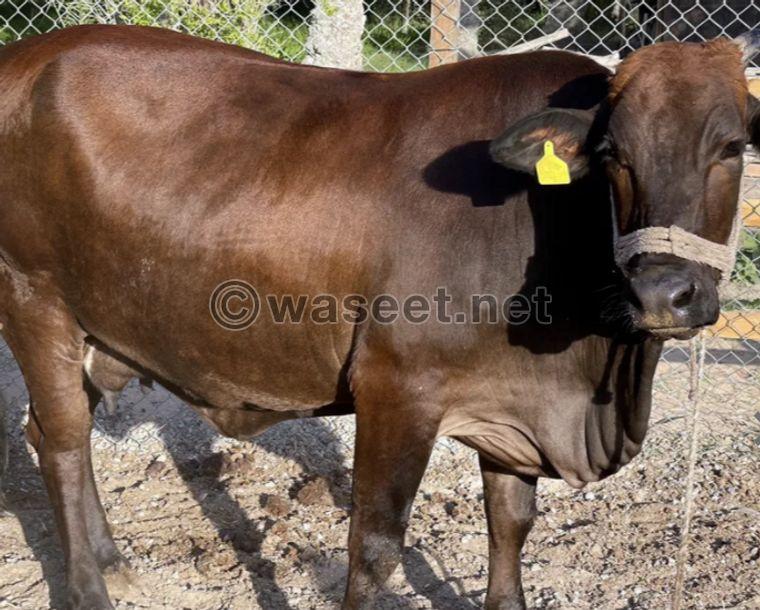 Pakistani cows for sale 7