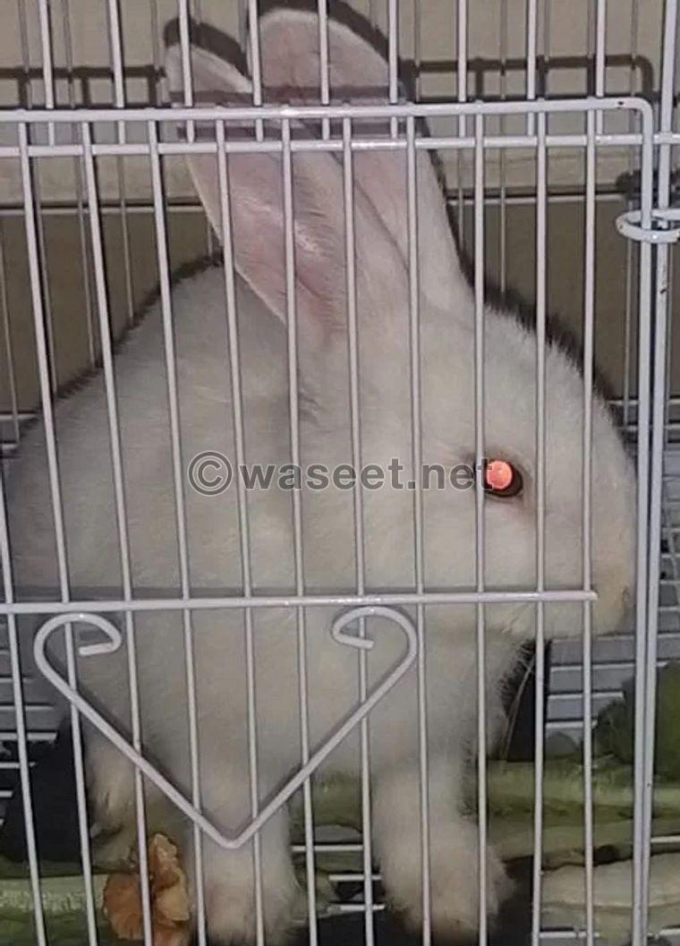 Little white rabbit for adoption 0