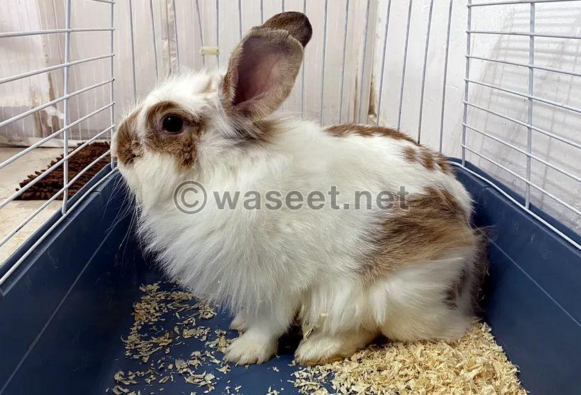Male and female rabbit for sale 0