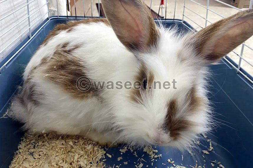 Male and female rabbit for sale 1