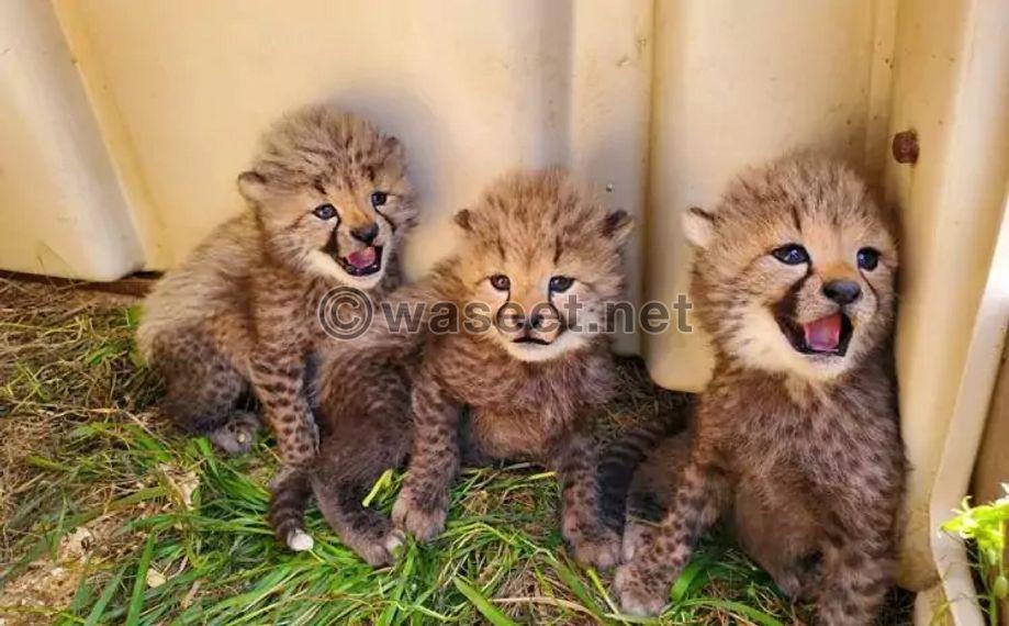 Cheetah cubs for sale 0