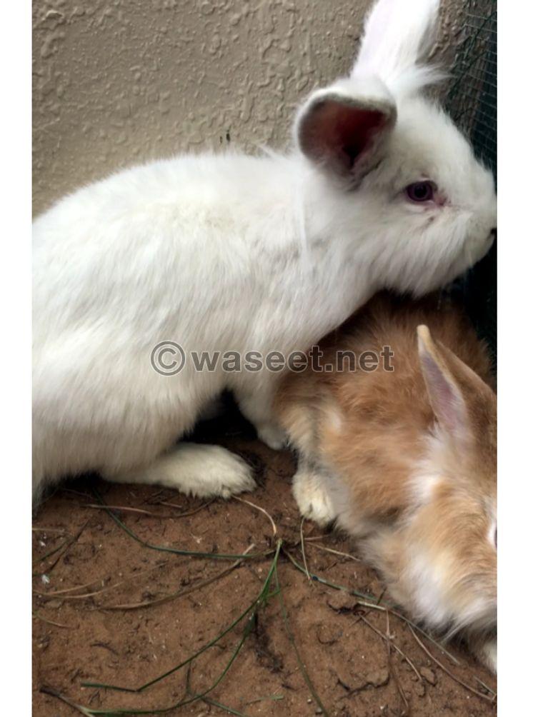Strong rabbits for sale 0